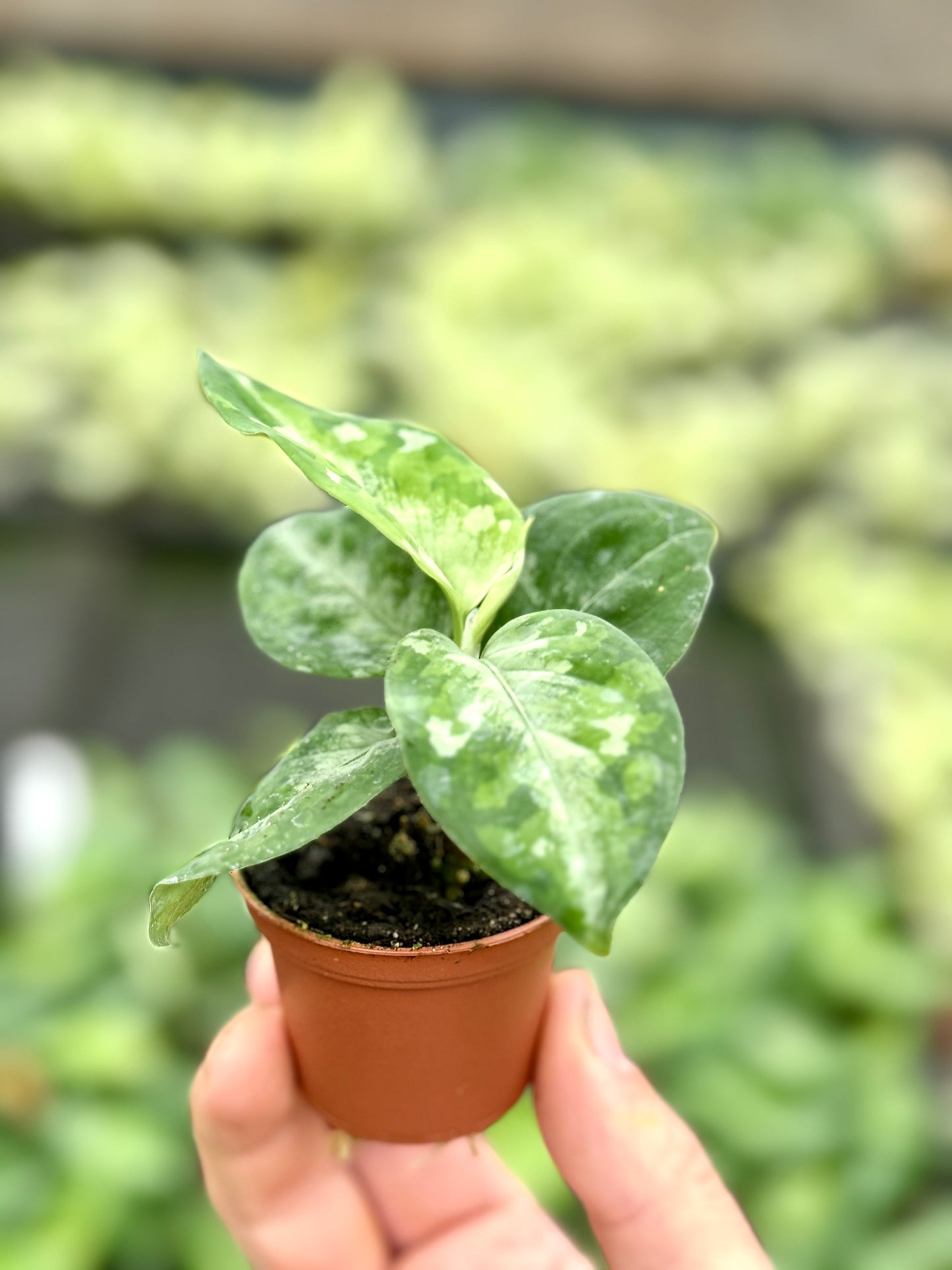 Aglaonema 'Pictum Tricolor' (2" Pot/Starter Plant) *Rooted*