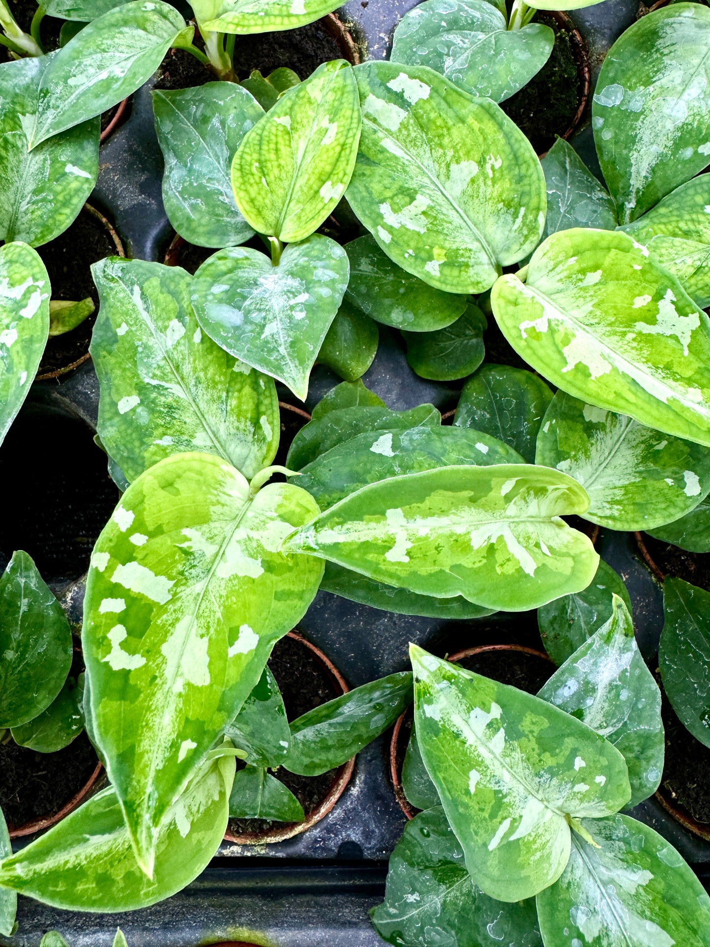 Aglaonema 'Pictum Tricolor' (2" Pot/Starter Plant) *Rooted*