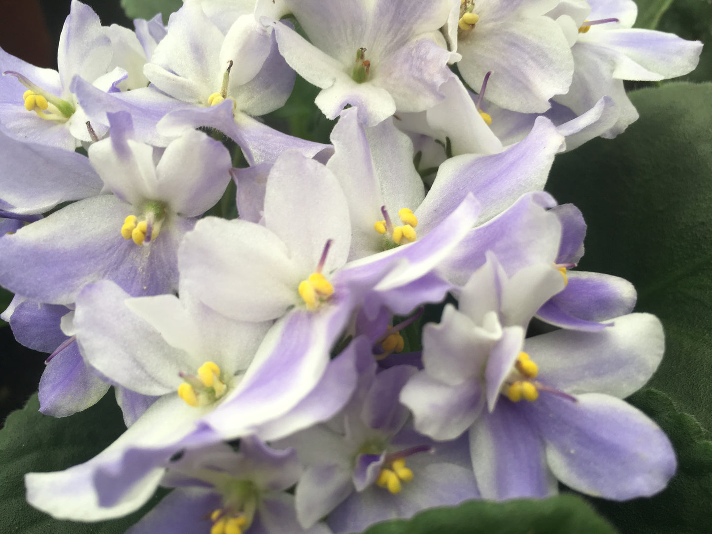 Optimara African Violet (1 Plant) 4" Pot | Assorted Varieties| Grower's-Choice