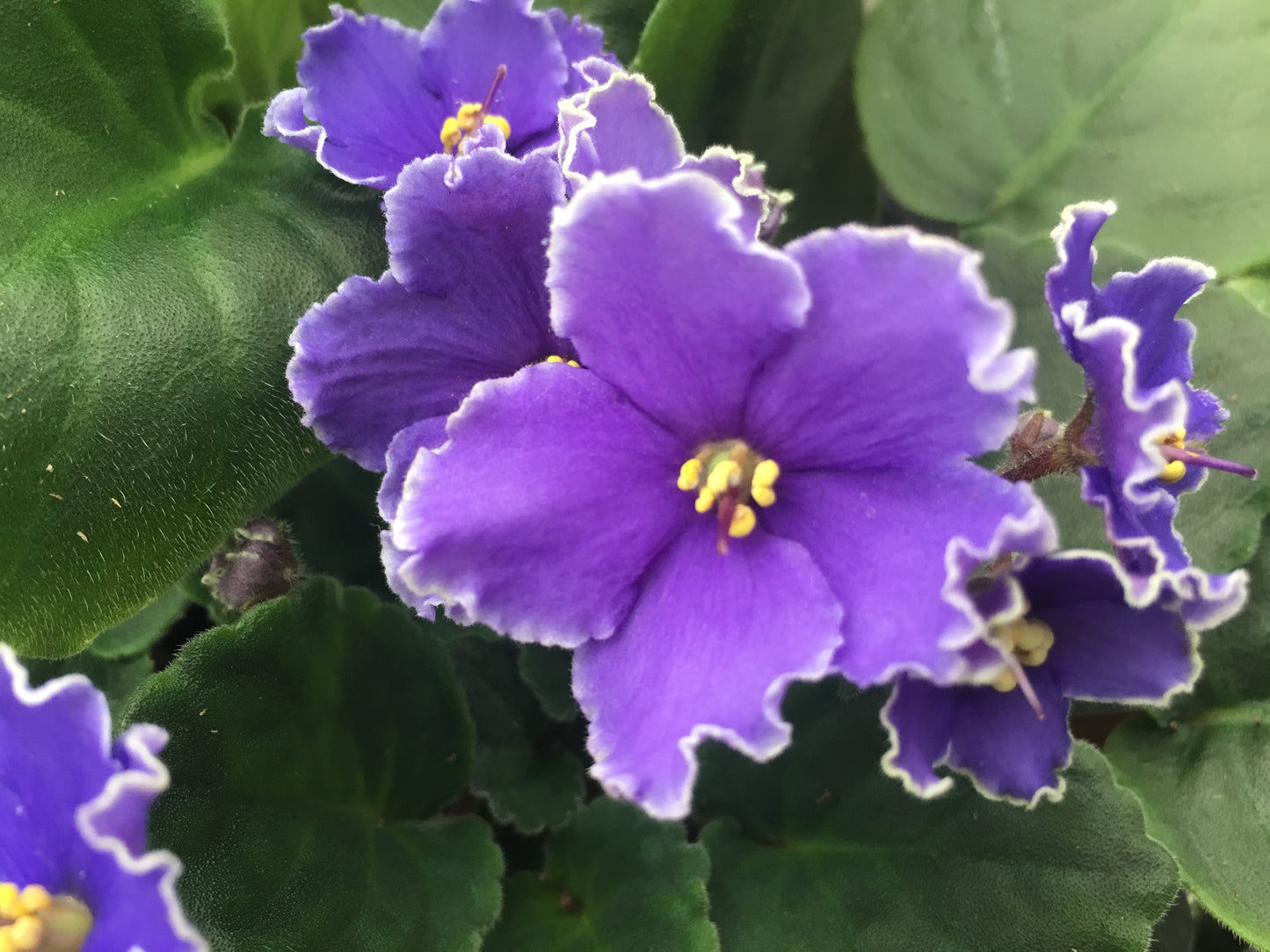 Optimara African Violet Variety Pack (2 Plants) 4" Pot | Assorted Varieties| Grower's-Choice