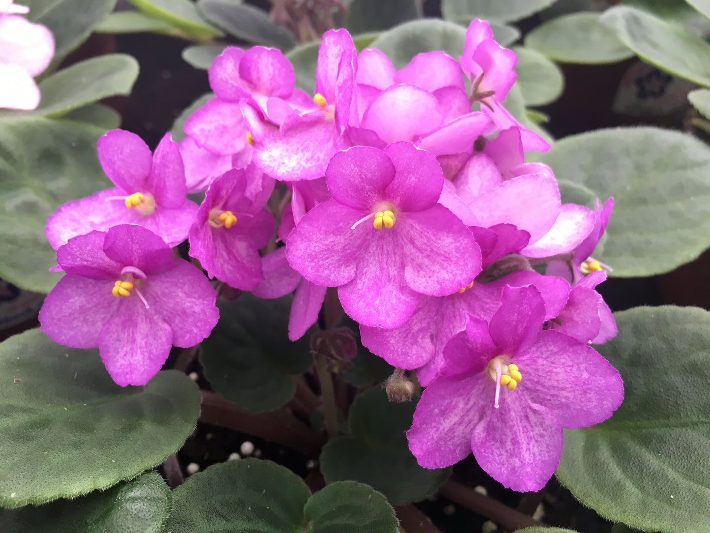 Optimara African Violet Variety Pack (2 Plants) 4" Pot | Assorted Varieties| Grower's-Choice