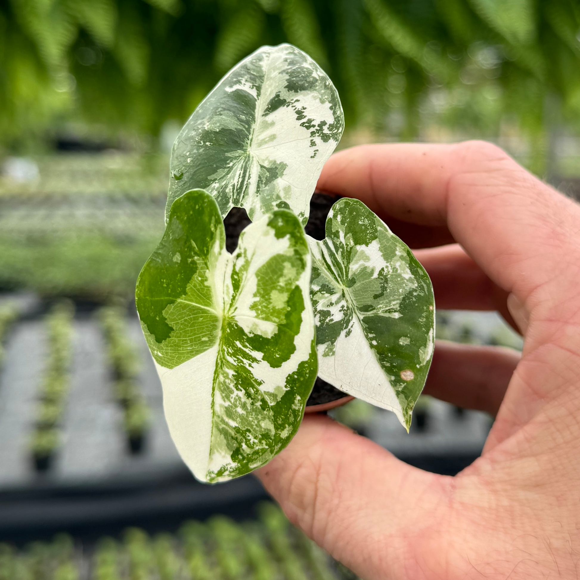 variegated frydek alocasia