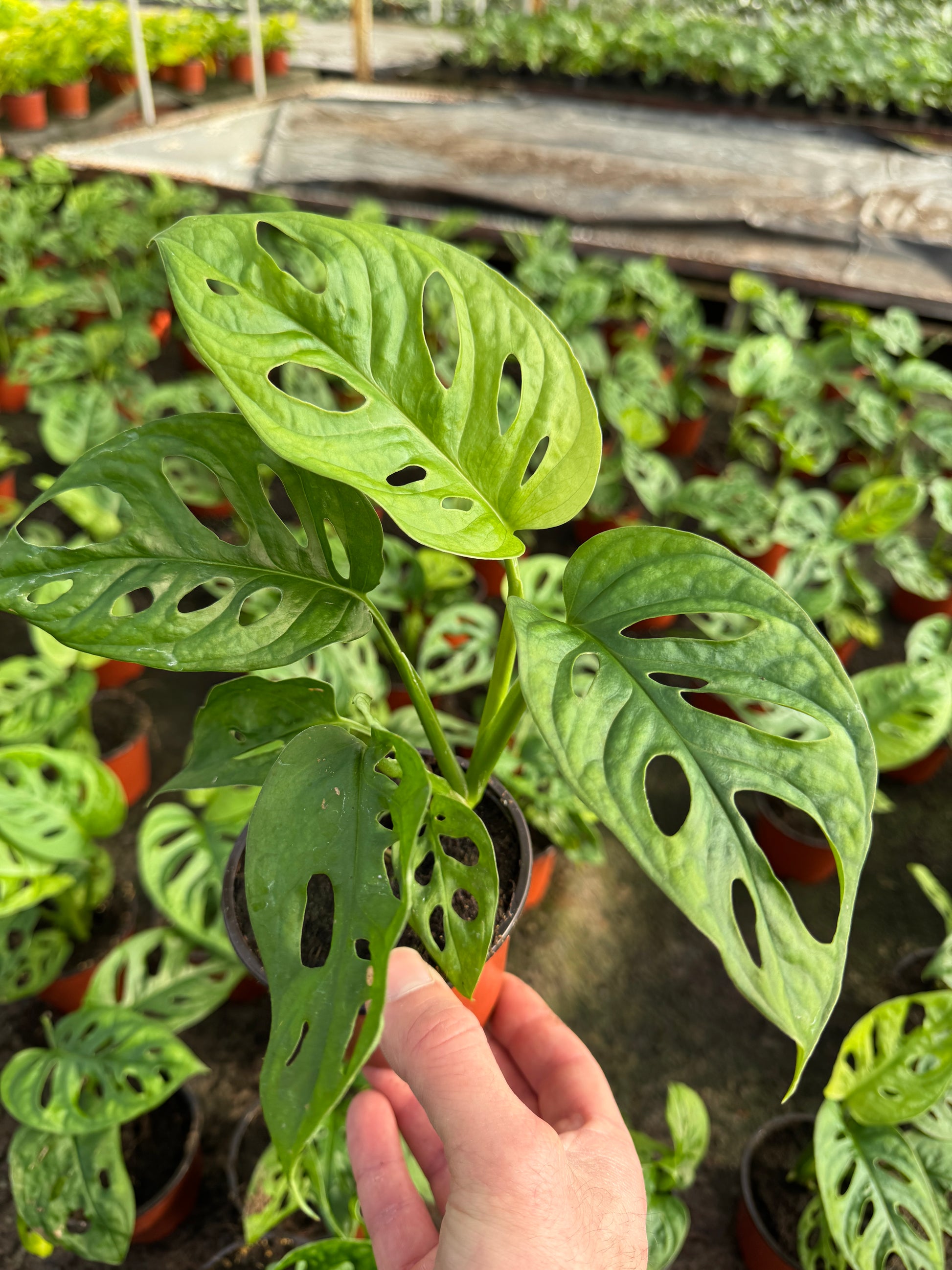 monstera adansonii reddit Monstera adansonii (Swiss Cheese Monstera) (4" Pot) – Optiflora