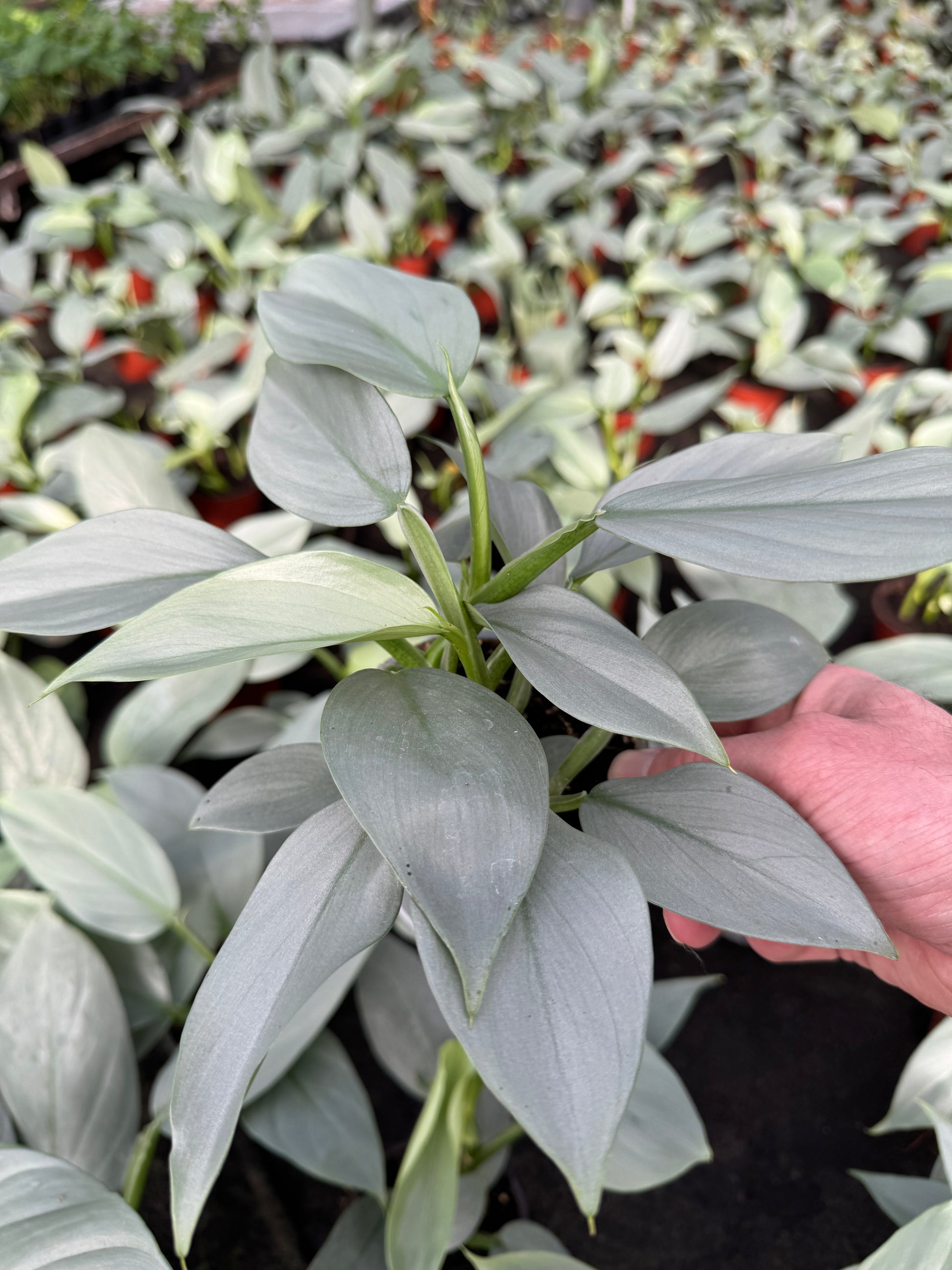 philodendron silver sword flower Philodendron hastatum "Silver Sword" (4" Pot)