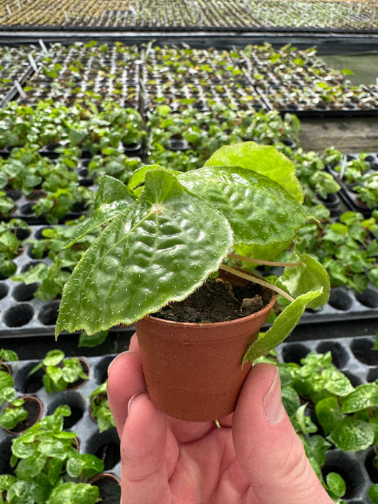 begonia paulensis