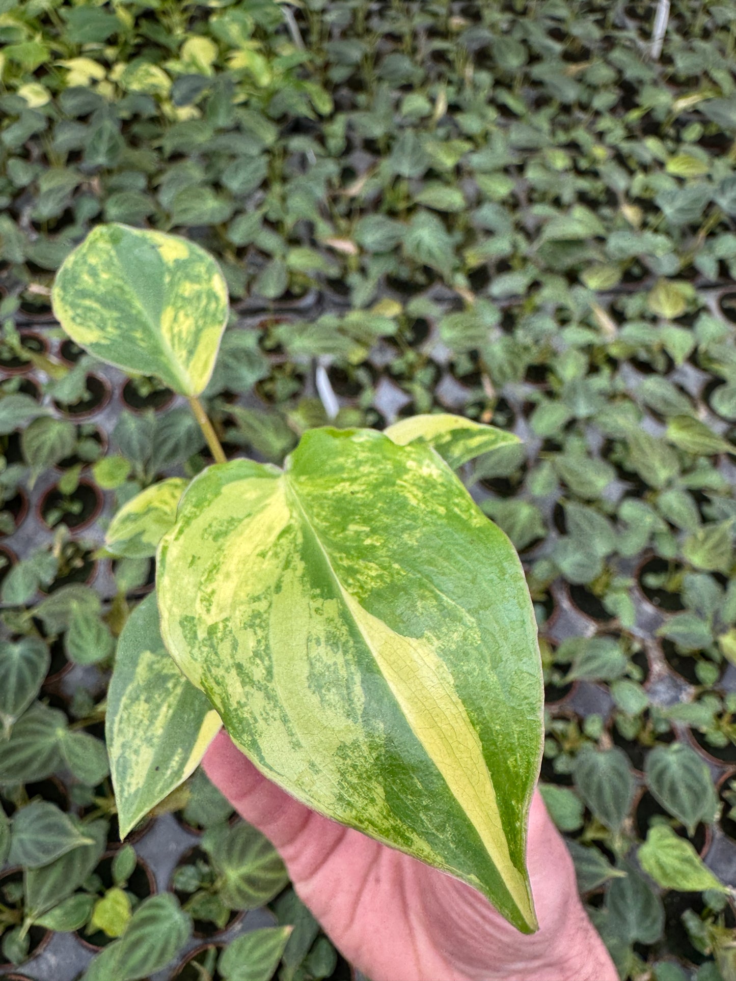 Philodendron Variegated Burle Marx (2" Pot/Starter Plant) *Rooted*