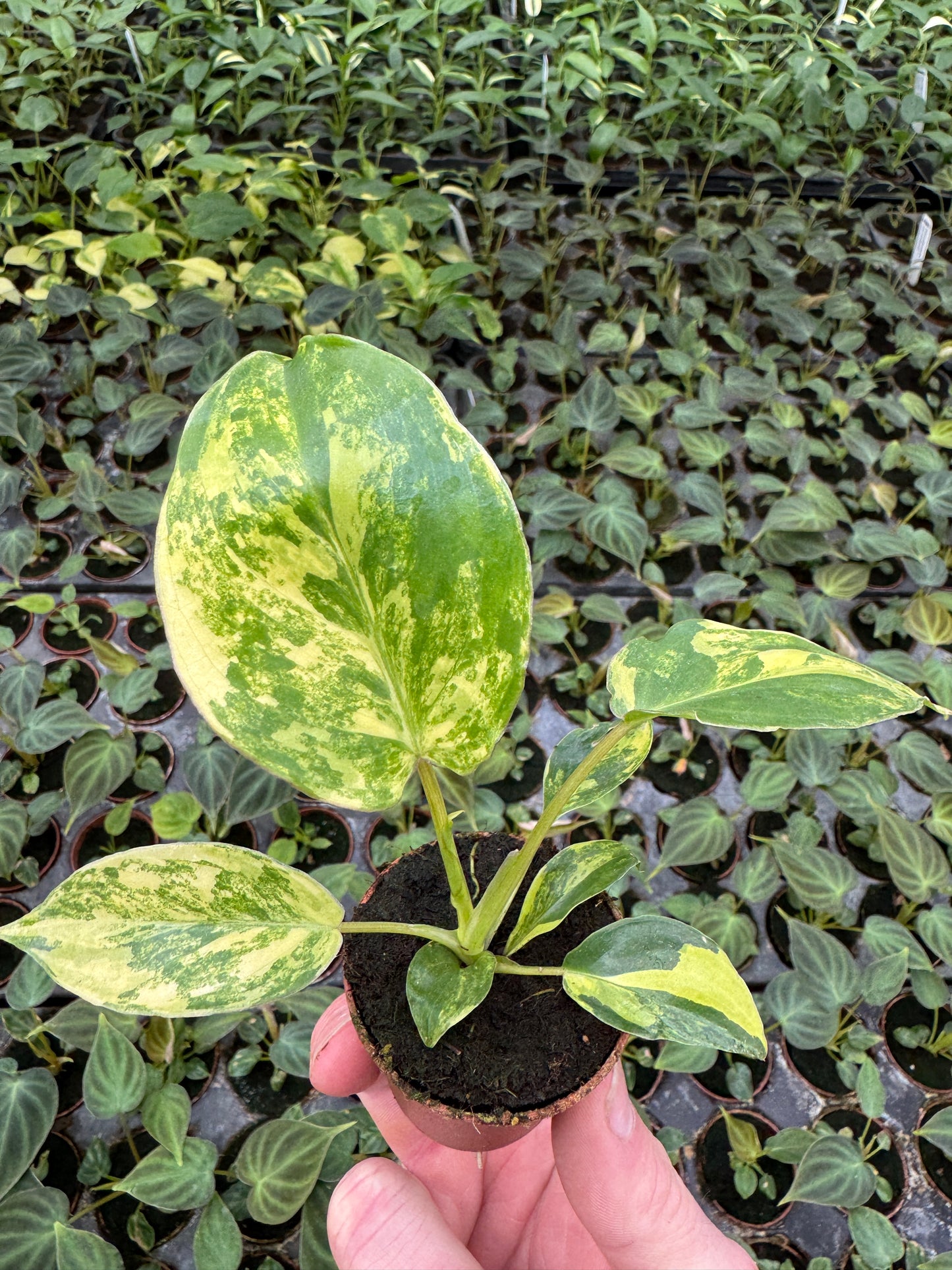 Philodendron Variegated Burle Marx (2" Pot/Starter Plant) *Rooted*