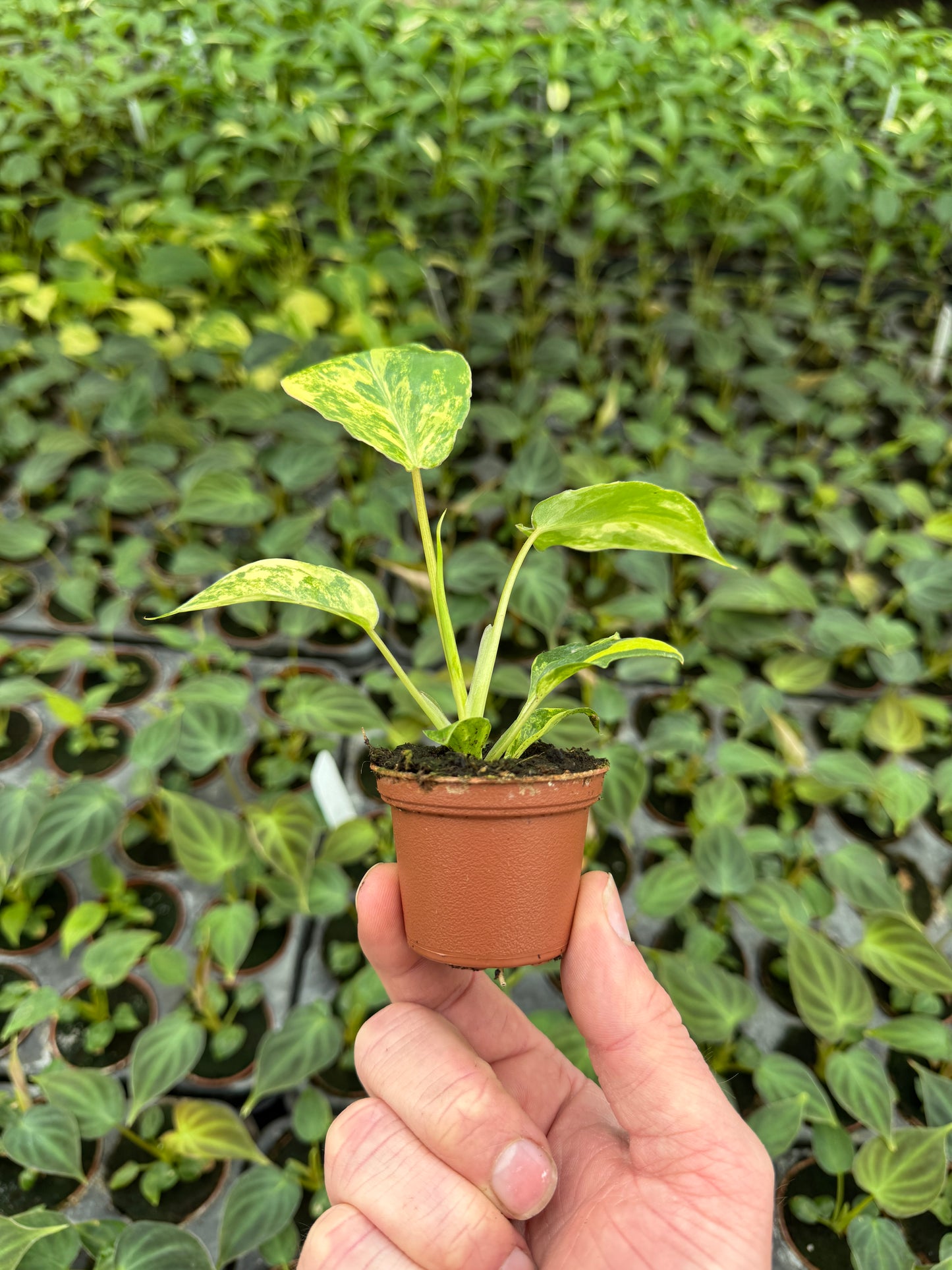 Philodendron Variegated Burle Marx (2" Pot/Starter Plant) *Rooted*