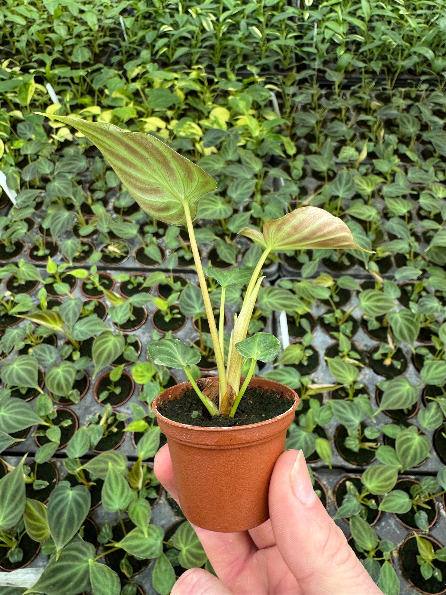 Philodendron Verrucosum (2" Pot/Starter Plant) *Rooted*