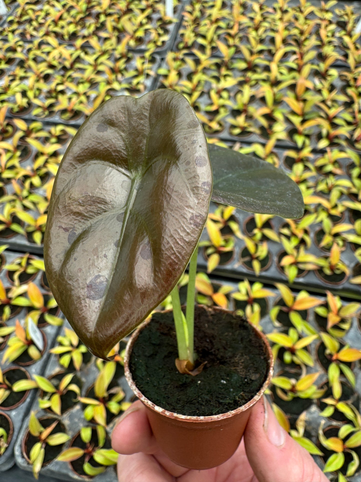 Alocasia cuprea "Red Secret" (2" Pot/Starter Plant) *Rooted*