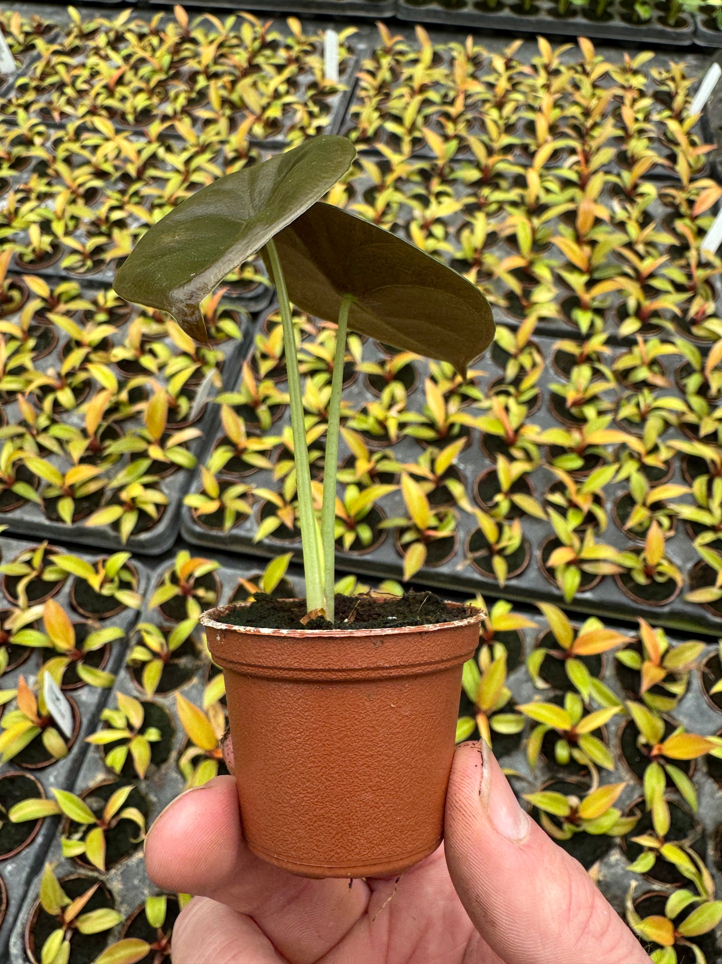 Alocasia cuprea "Red Secret" (2" Pot/Starter Plant) *Rooted*