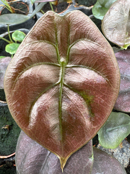 Alocasia cuprea "Red Secret" (2" Pot/Starter Plant) *Rooted*