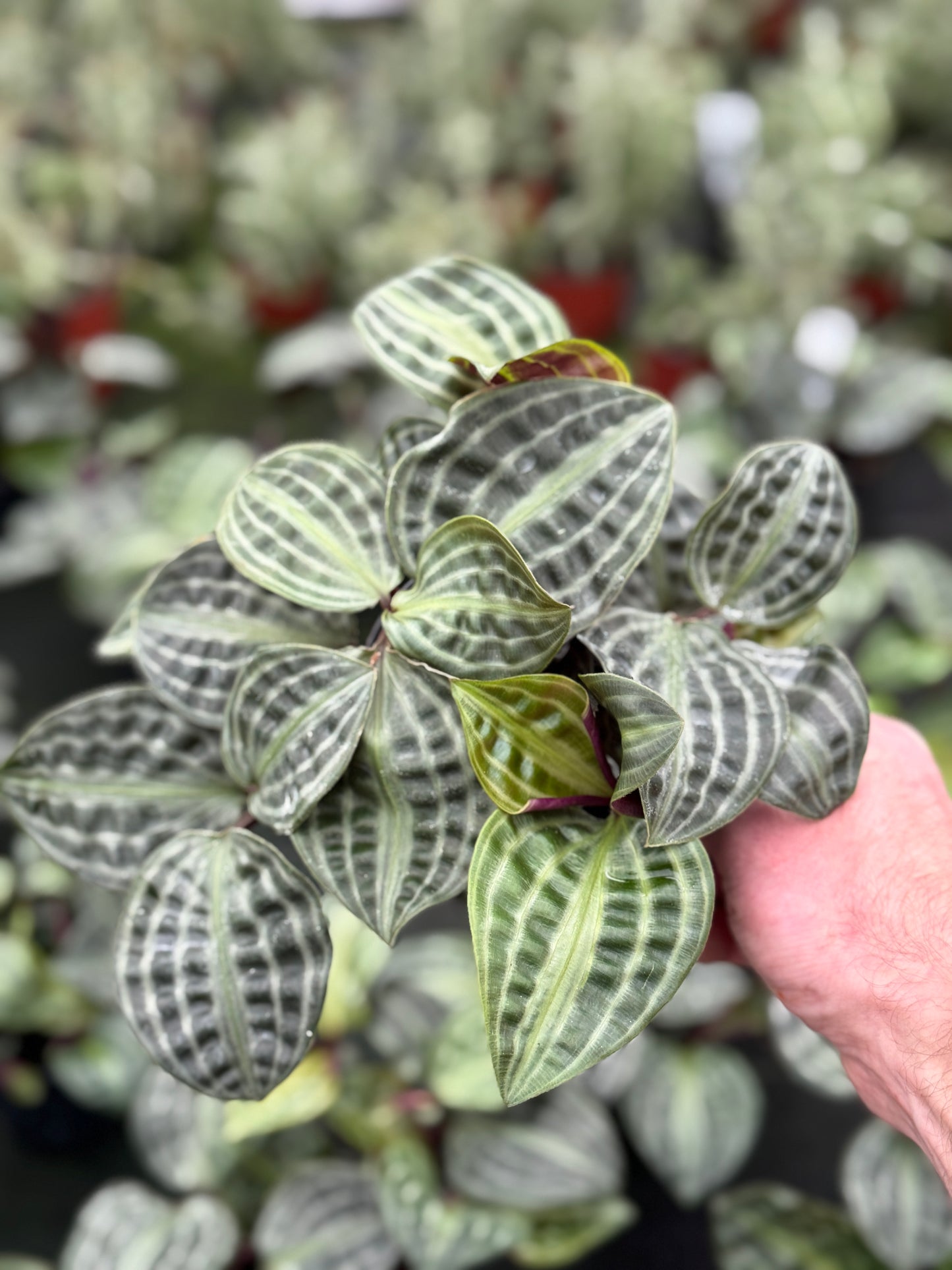 Seersucker Plant (Geogenanthus poeppigii) (4" Pot)