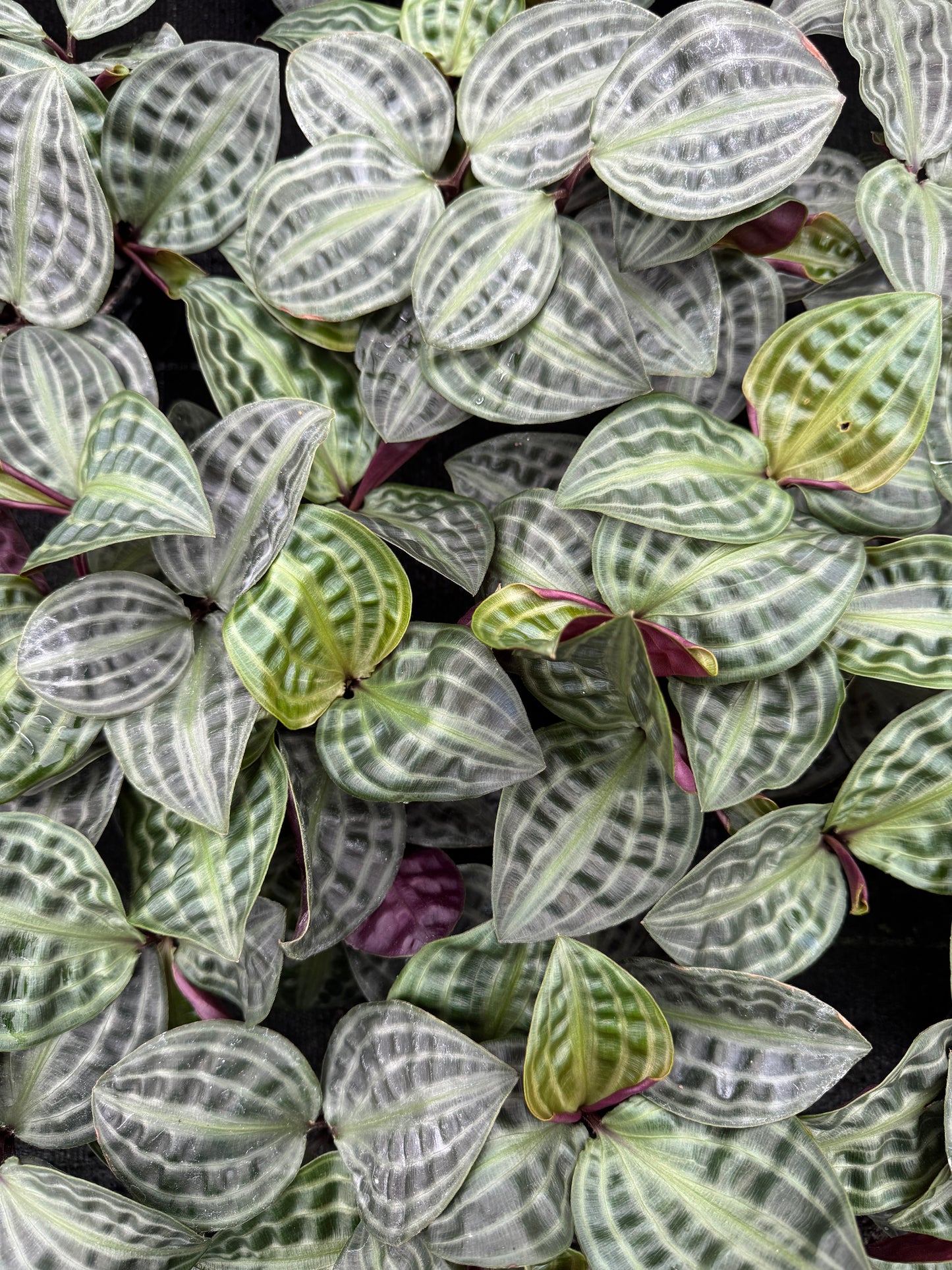Seersucker Plant (Geogenanthus poeppigii) (4" Pot)