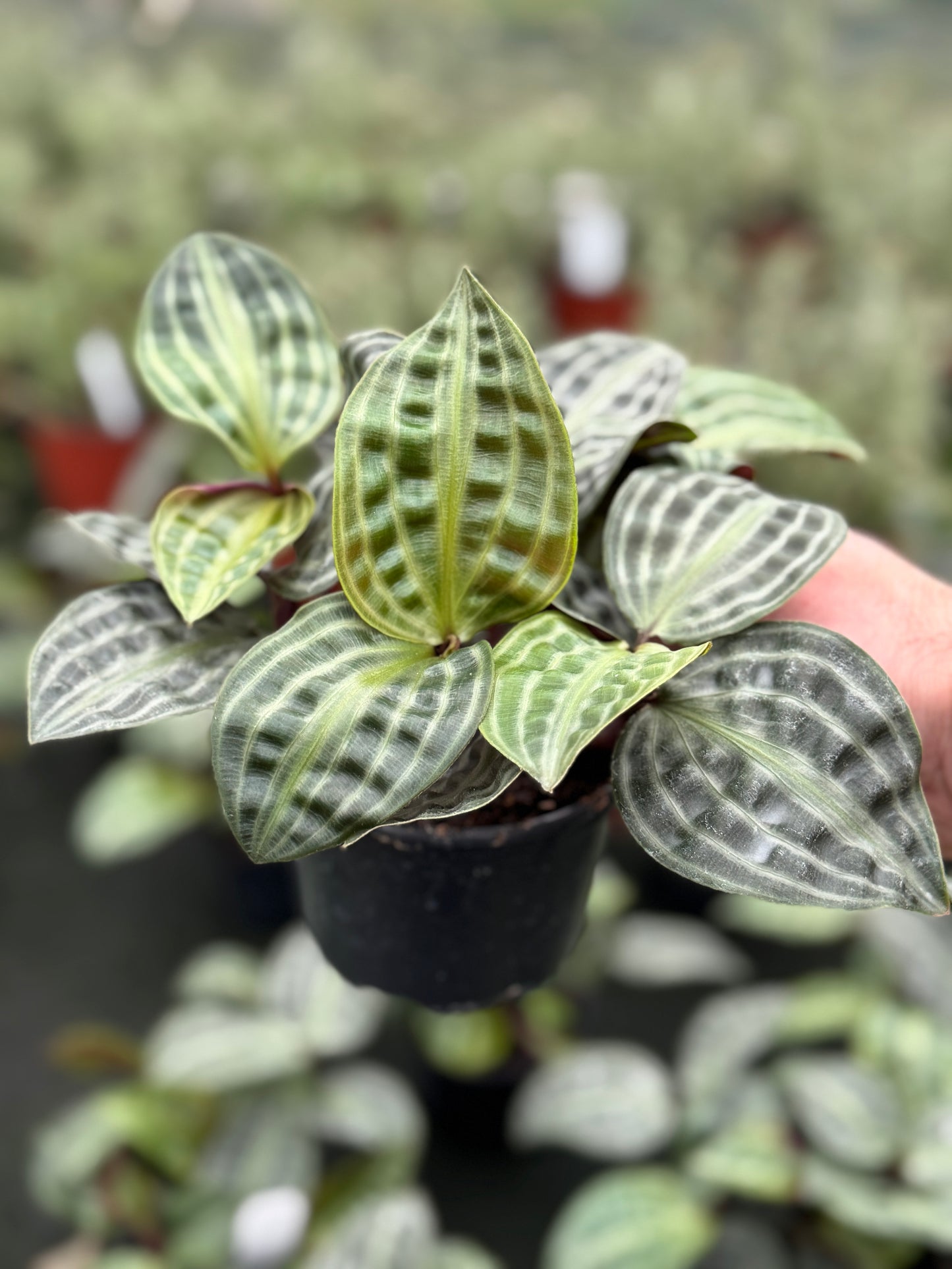 Seersucker Plant (Geogenanthus poeppigii) (4" Pot)