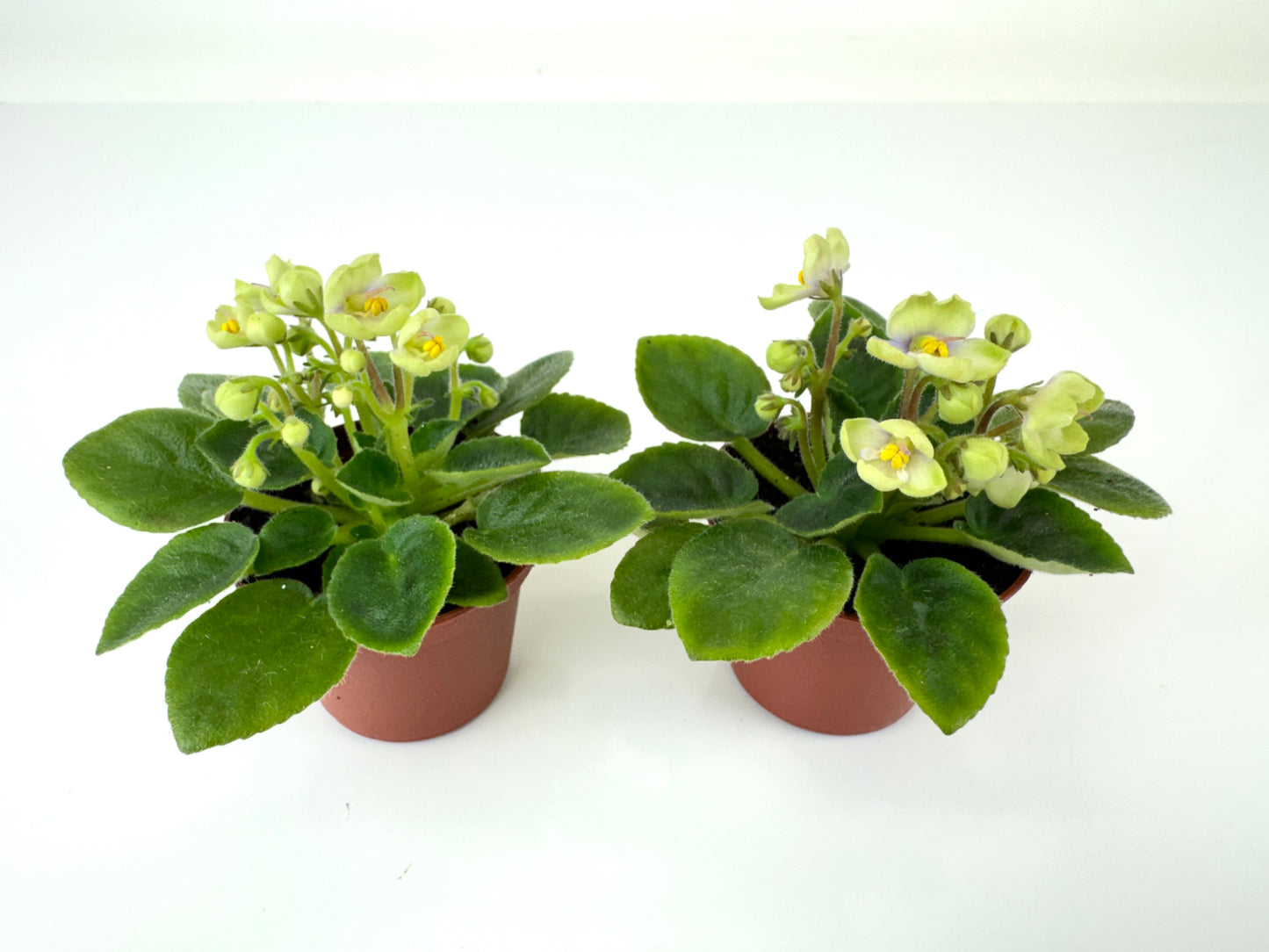 Mini African Violets (Optimara Little Trio - 2 Plants) (2" Pots)