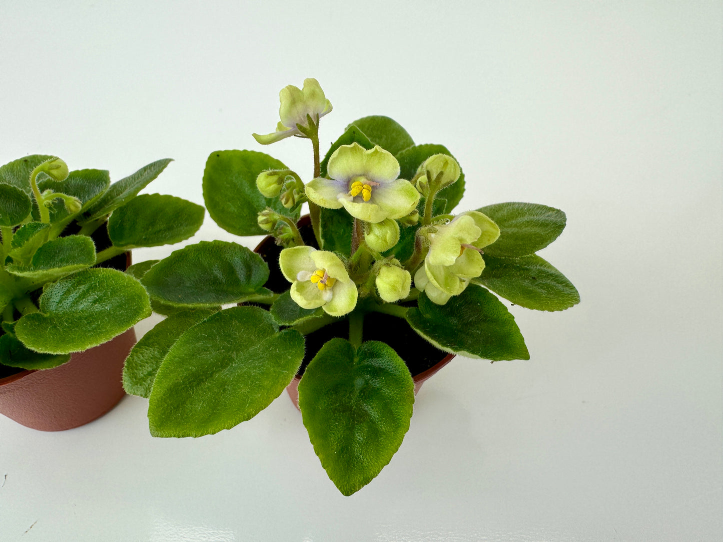 Mini African Violets (Optimara Little Trio - 2 Plants) (2" Pots)