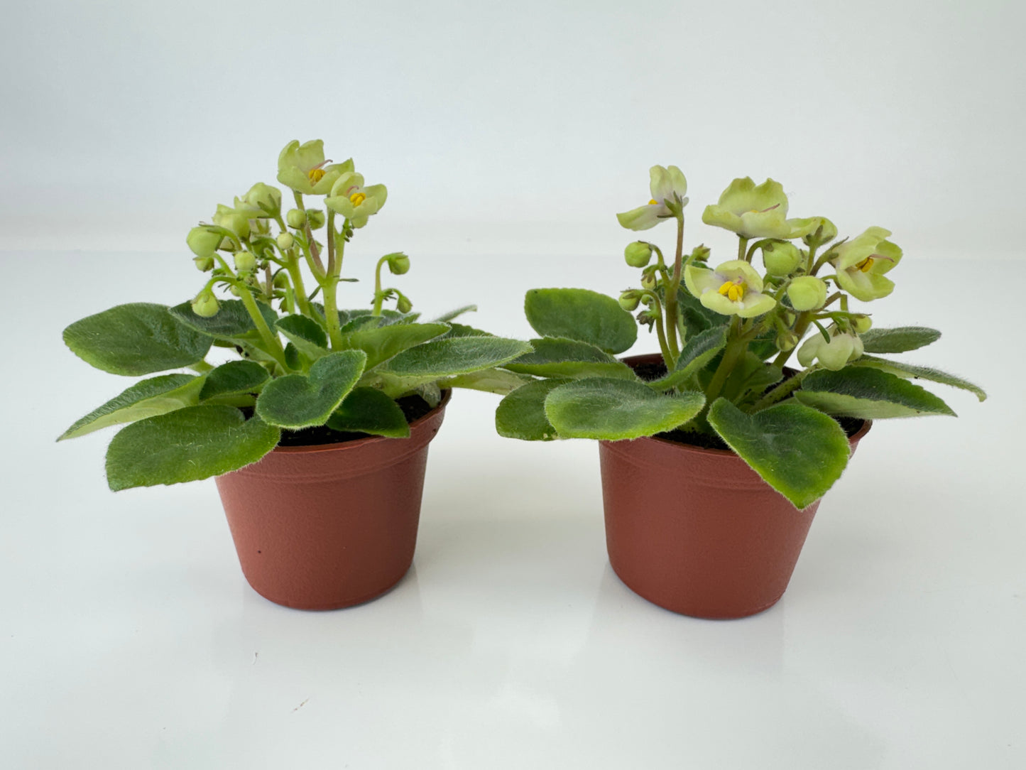 Mini African Violets (Optimara Little Trio - 2 Plants) (2" Pots)