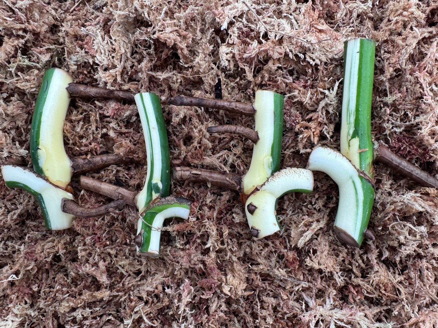 variegated monstera half moon and sectoral cuttings