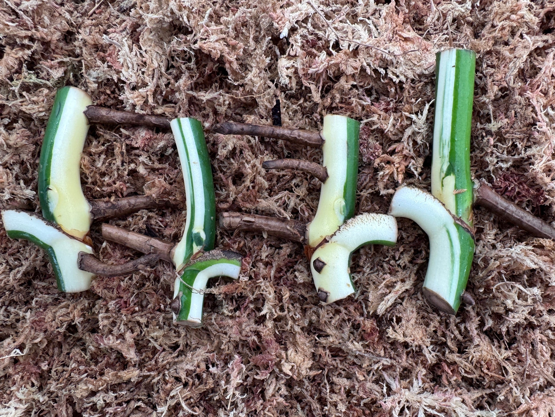 variegated monstera half moon and sectoral cuttings