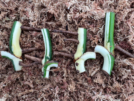 variegated monstera half moon and sectoral cuttings