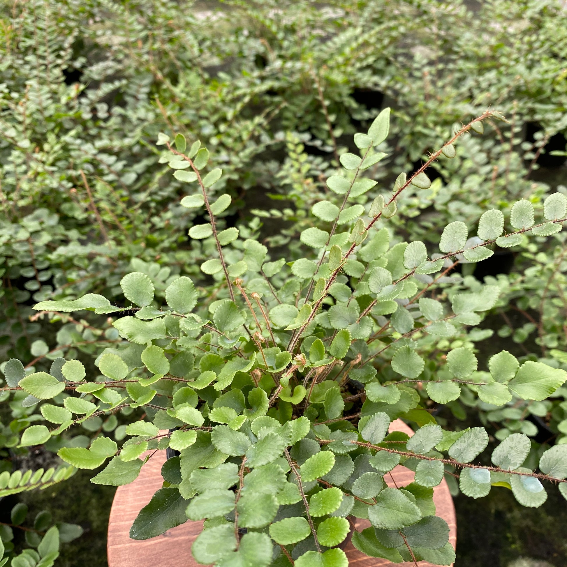 button fern plant Pellaea rotundifolia