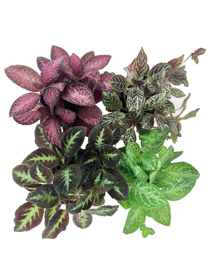 Episcia Variety Pack (3 Plants) (4" Pots) *Grower's Choice