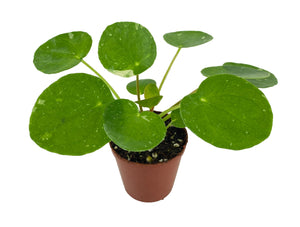 Variegated Pilea peperomioides 'White Splash' (2" Pot/Starter Plant)