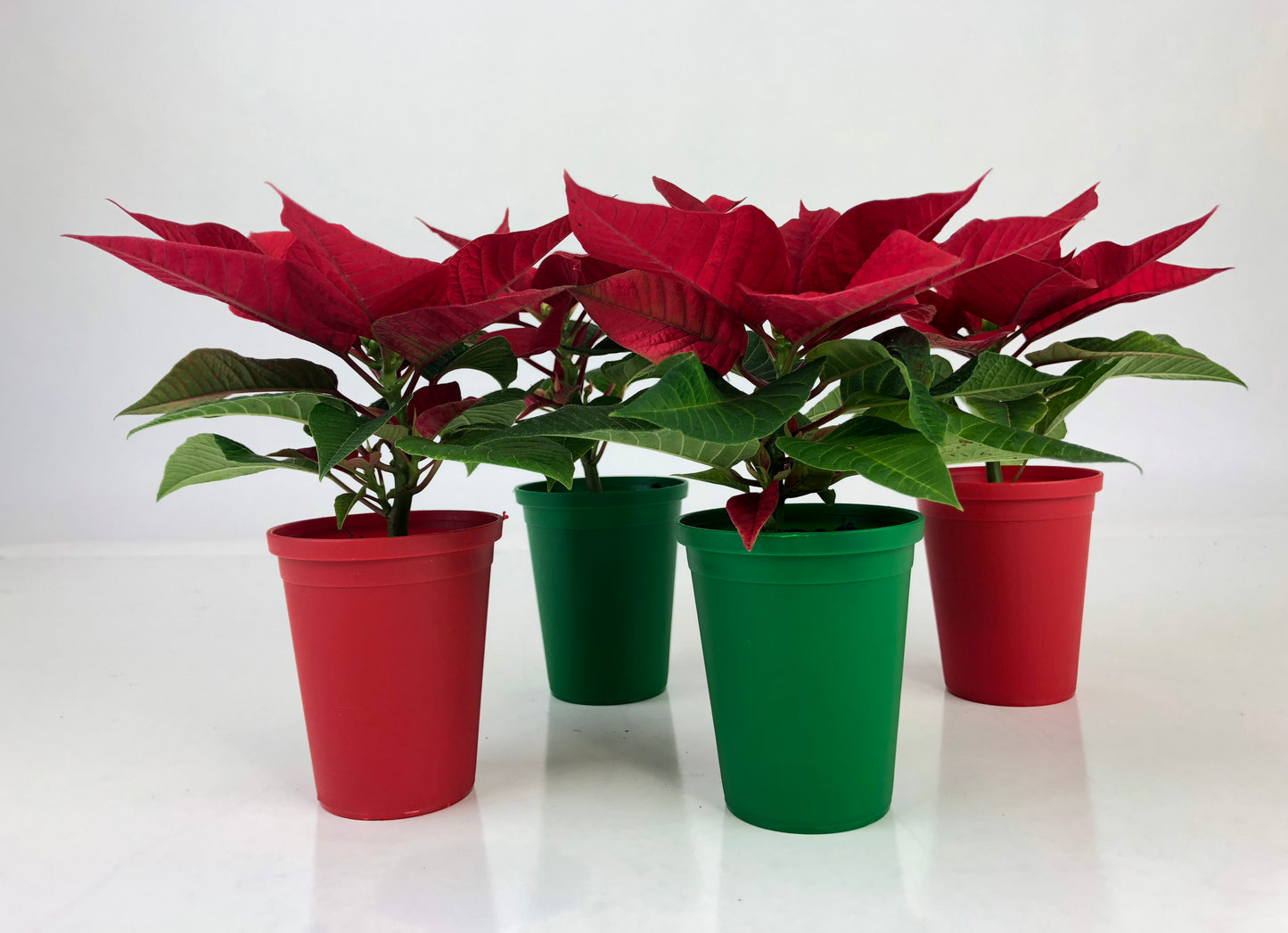 2" Mini Poinsettia Gift Set (4 Plants) with Red/Green EcoPlastic Pots