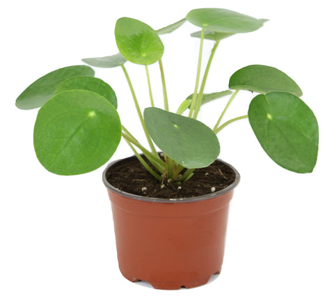 Pilea peperomioides (4" Pot) (Chinese money plant / Pancake plant / UFO plant)
