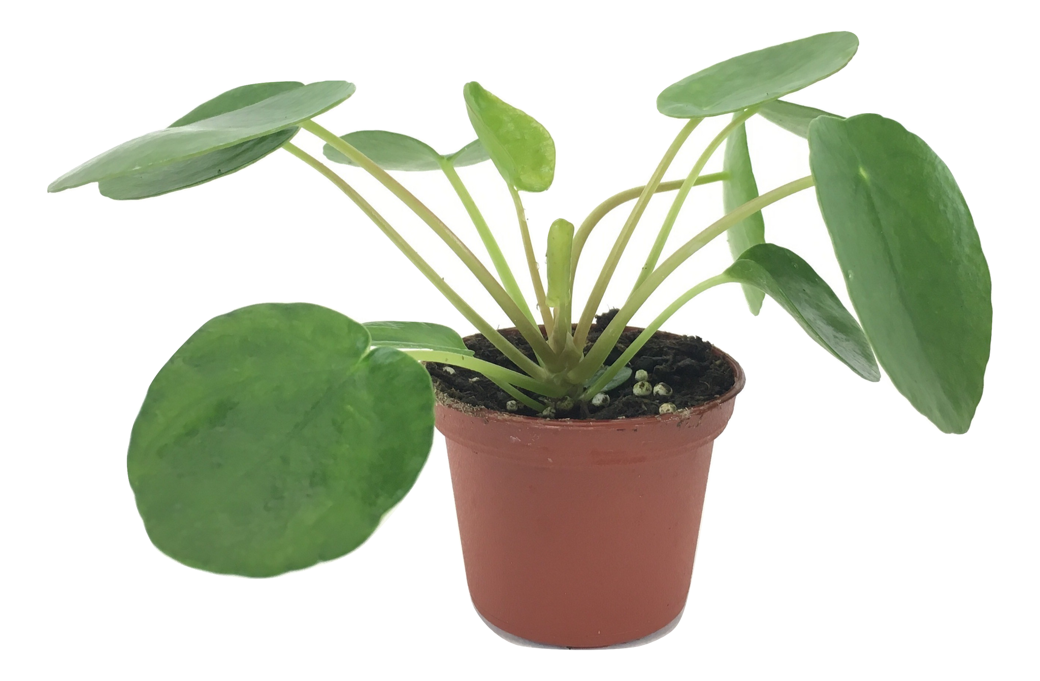 Pilea peperomioides (2" Pot) (Chinese money plant / Pancake plant / UFO plant)