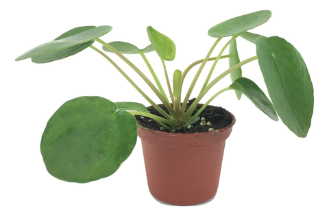Pilea peperomioides (2" Pot) (Chinese money plant / Pancake plant / UFO plant)