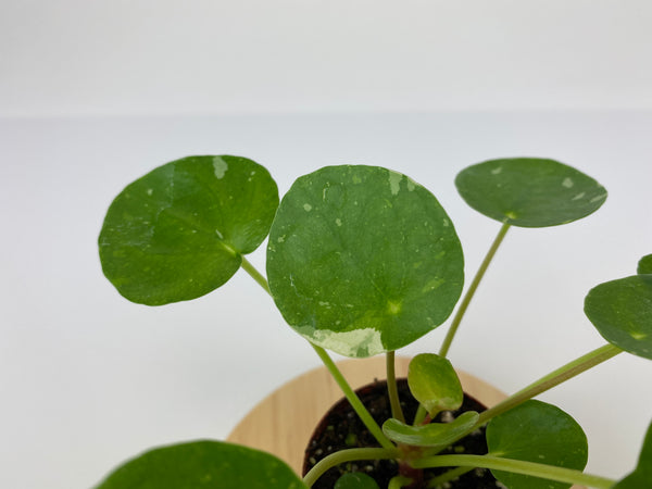 Variegated Pilea peperomioides 'White Splash' (2" Pot/Starter Plant)