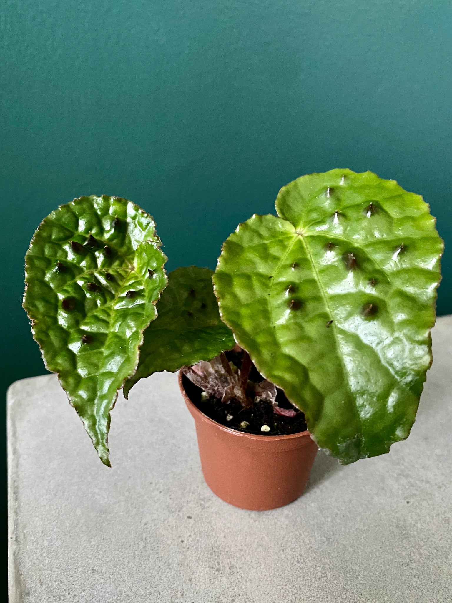 Begonia ferox (2" Pot) (Starter Plant)