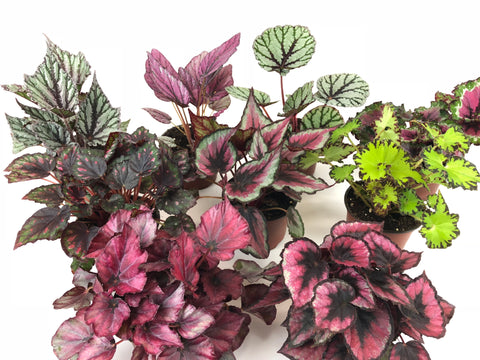 Rex Begonia Variety Pack (4 Plants) (4" Pots) "Growers-Choice"