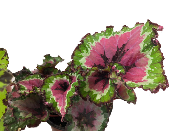Rex Begonia Variety Pack (4 Plants) (4" Pots) "Growers-Choice"