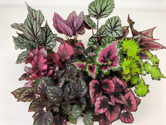 Rex Begonia Plants: Polka Fedor, Salsa, RedBull, Macarena, Jive, Etna, Tango 