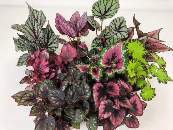 Rex Begonia Variety Pack (4 Plants) (4" Pots) "Growers-Choice"