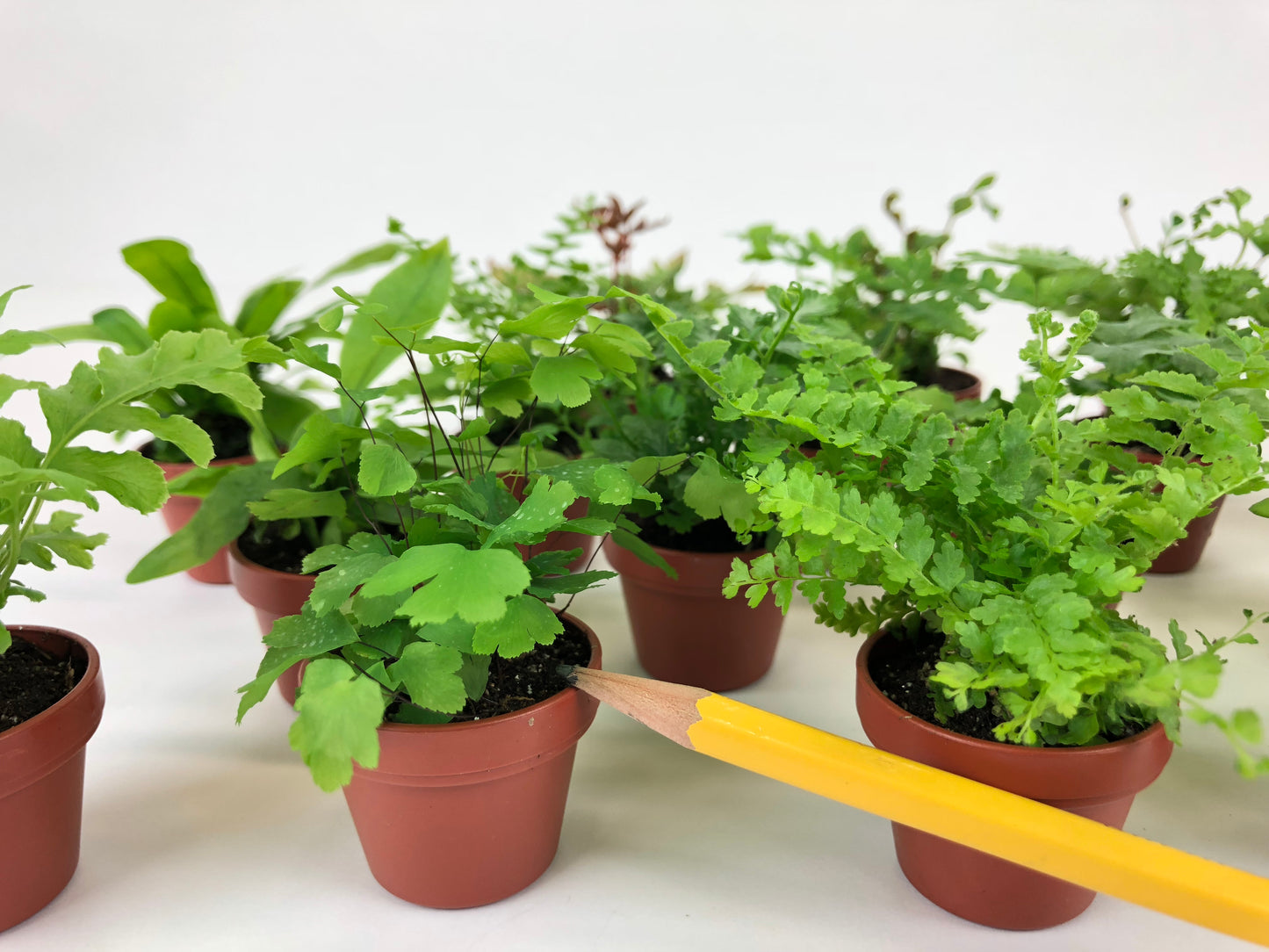 Micro Ferns (6 Plants) (1.5" Pots) Terrarium Plants