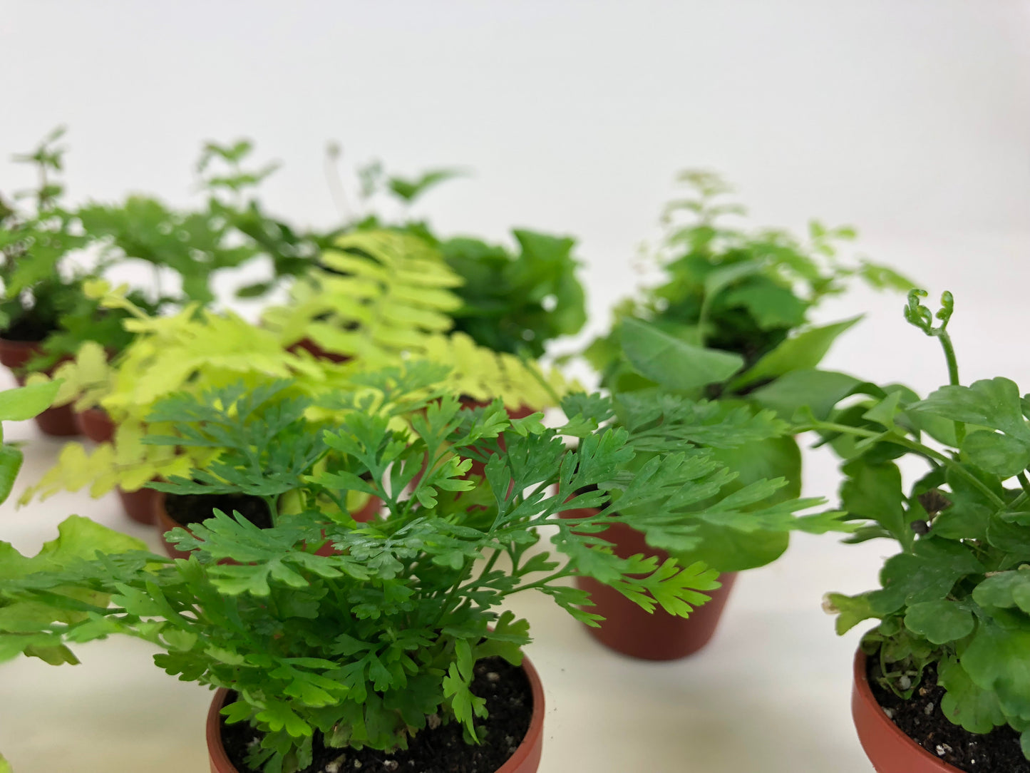 Micro Ferns (2 Plants) (1.5" Pots) Terrarium Plants
