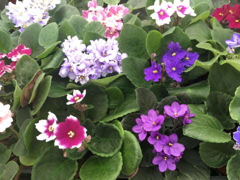 Optimara African Violet Variety Pack (4 Assorted Plants) (4" Pots)
