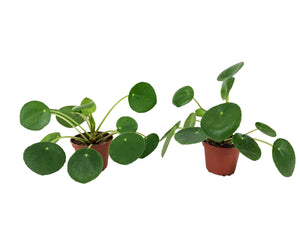 Set of 2 Pilea Peperomioides Plants (2" Pots)