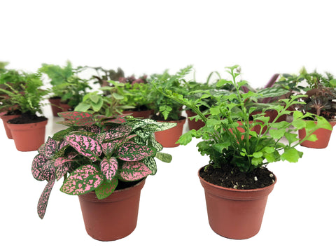 Mini Terrarium Plants (2 Plants) (Assorted Varieties) (2" Pots)
